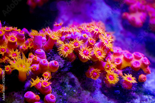 Stampa su tela sea anemone