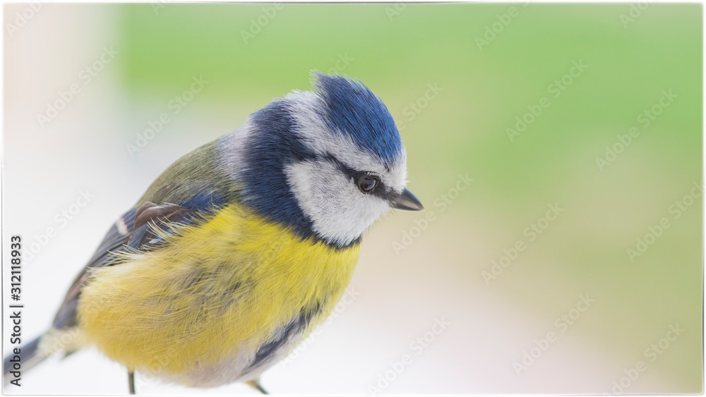 Fototapeta premium oiseau