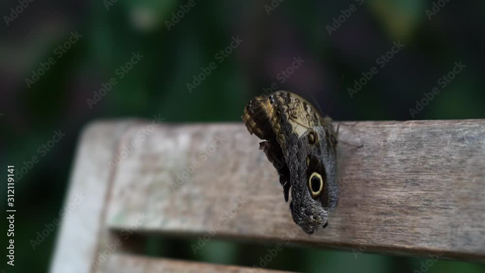Butterfly sitting on a wooden bench and then taking off Butterfly sitting on a wooden bench and then taking off