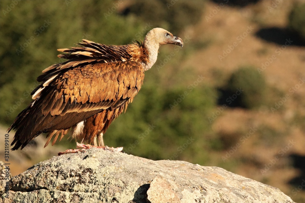Fototapeta premium The Griffon vulture (Gyps fulvus) sitting on the grey rocks.