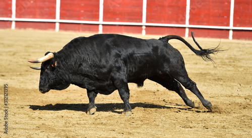 toro español con grandes cuernos en una plaza de toros