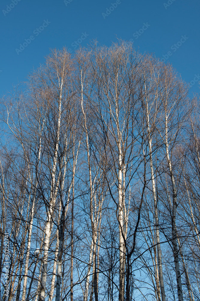 Leafless birch trees in against a blue sky in winter Leafless birch trees in against a blue sky in winter