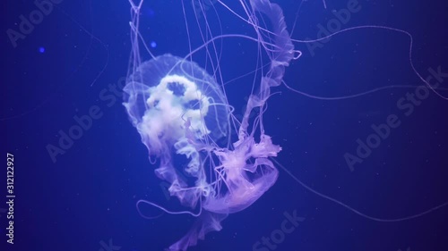 Amakusa jellyfish (Sanderia malayensis) swimming underwater. Two jellyfish with long tentacles floating. Marine life wallpaper background. photo