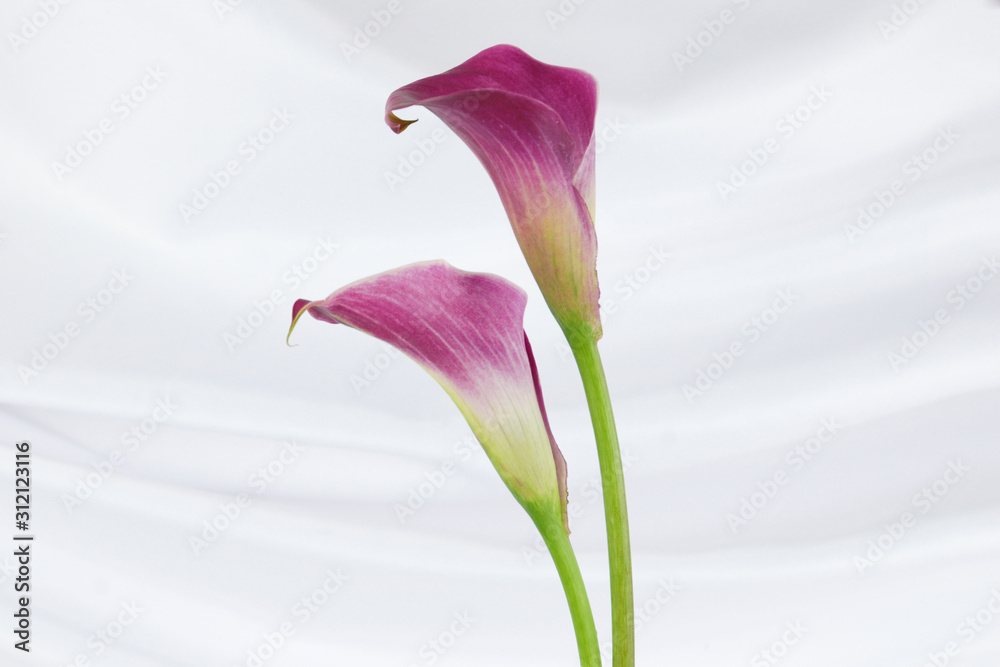 Close up of a two pink calla liliy flowers isoalted on an elegant white background