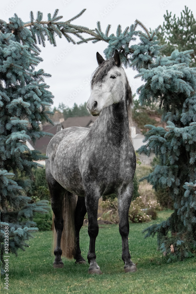 Fototapeta premium Grey purebred andalusian breed horse with long curly mane standing near coniferous trees.