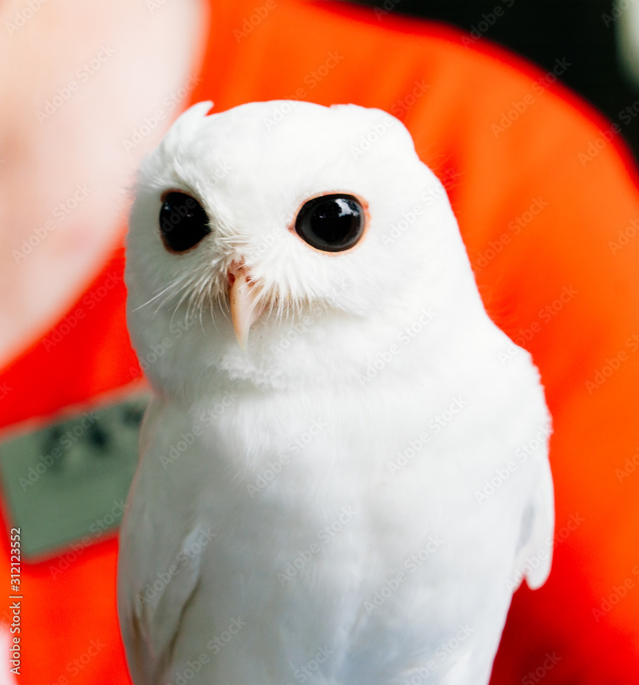 A cute baby white owl with black eye Stock Photo | Adobe Stock