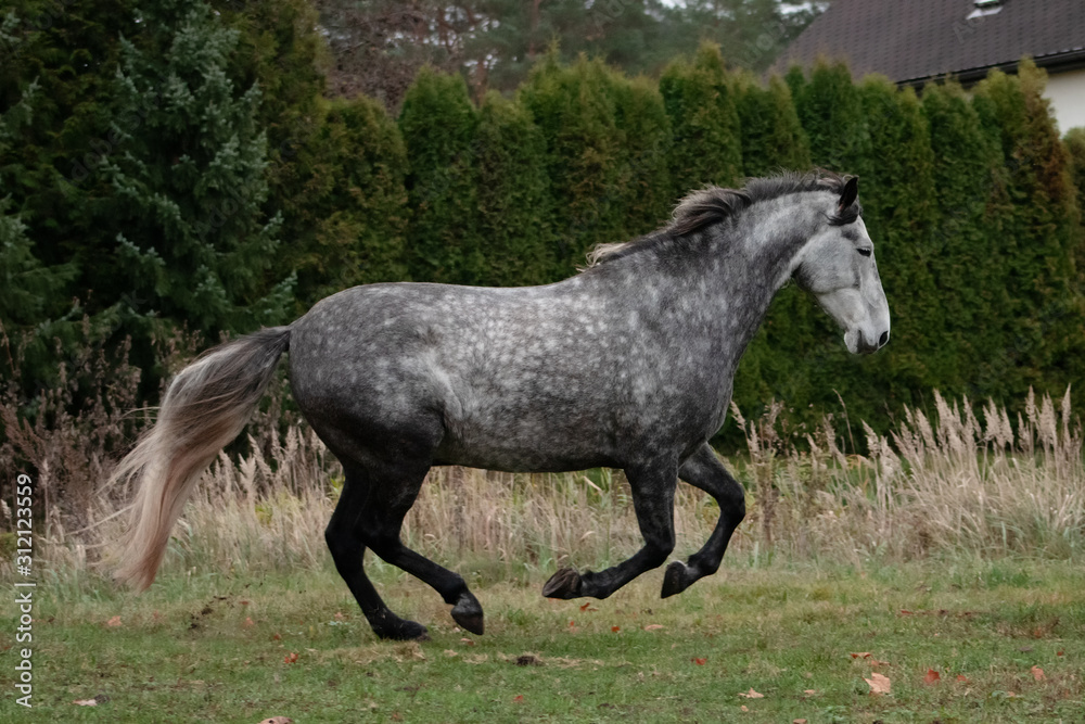 Grey dappled andalusian breed horse running in the field in late autumn. Animal in motion. Grey dappled andalusian breed horse running in the field in late autumn. Animal in motion.