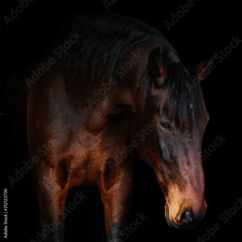 Bay latvian breed horse portrait on black background.