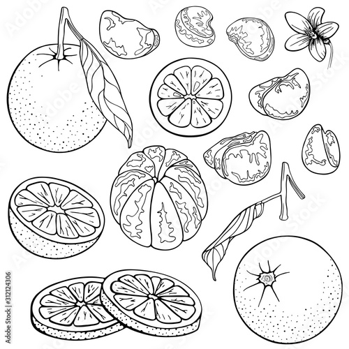 Oranges (mandarin, clementine, tangerine). Set fruits citrus. Whole orange, slice, cut pieces, lobule, flower, plant leaves. Vector illustration Isolated on white background. Drawn freehand. Coloring.