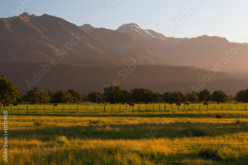 Farming and Harvest in New Zealand. Late afternoon. Fox Glacier New Zealand. © Roman Nikau