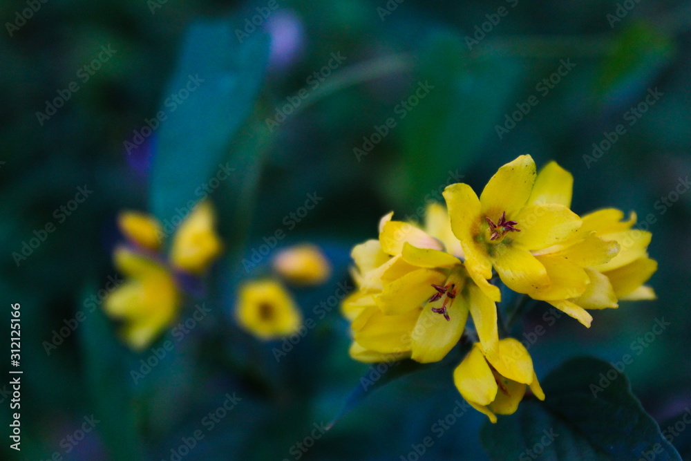 Fototapeta premium yellow flowers