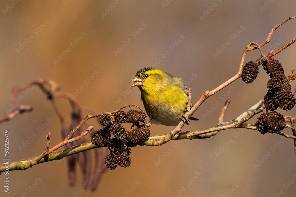 Obraz premium Eurasian Siskin (Spinus spinus) male feeding on Black Alder (Alnus glutinosa), Baden-Wuerttemberg, Germany