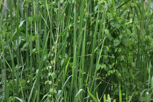 Color depth green grass desktop background