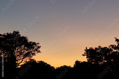 silhouette of tree at sunset