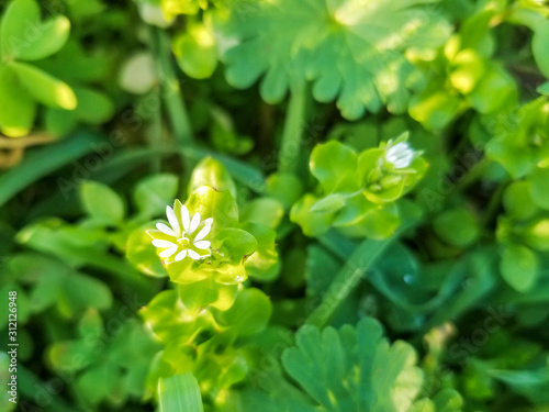 Flower of chickenwort, craches, maruns or winterweed