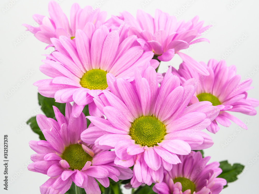 beautiful pink daisies flowers isolated on white background beautiful pink daisies flowers isolated on white background
