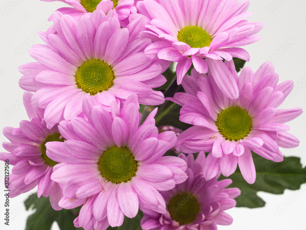 Fototapeta premium beautiful pink daisies flowers isolated on white background