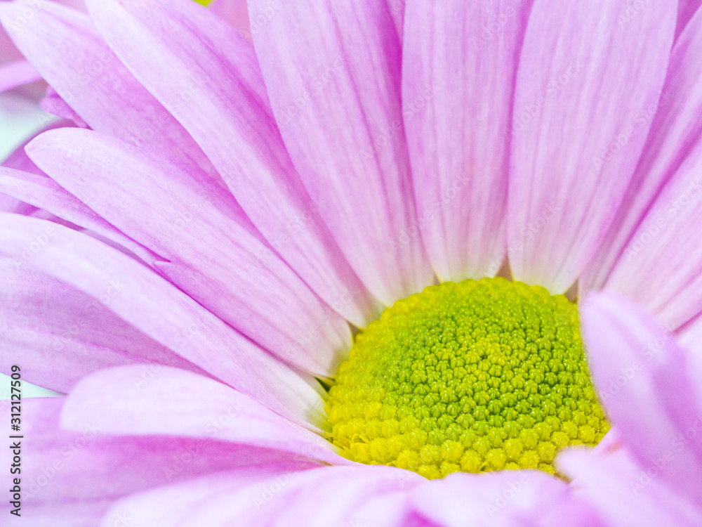 beautiful pink daisies flowers isolated macro close up beautiful pink daisies flowers isolated macro close up
