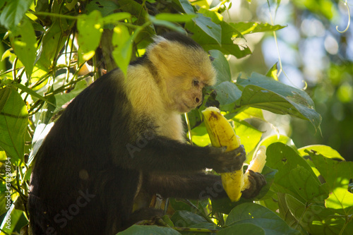 Small monkey eating a banana