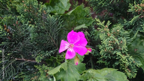 Pink purple flower in the garden