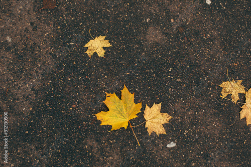 yellow leaf on asphalt
