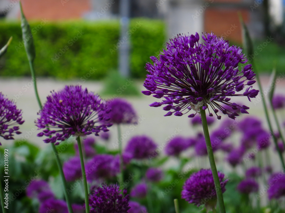 Obraz premium Close-up of purple allium in front of a path