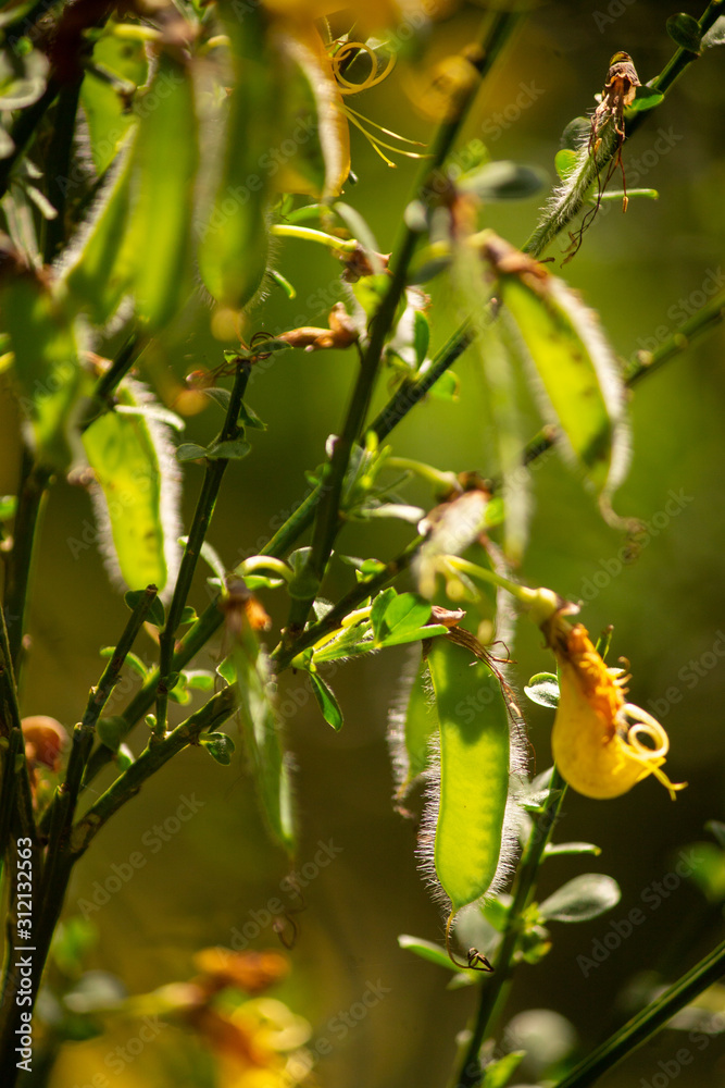 Green fruits and yellow blossoms Green fruits and yellow blossoms