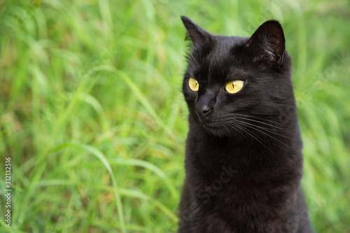 Funny serious bombay black cat portrait with yellow eyes and attentive look in green grass in nature close up