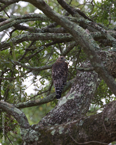 Red-shouldered Hawk(s)