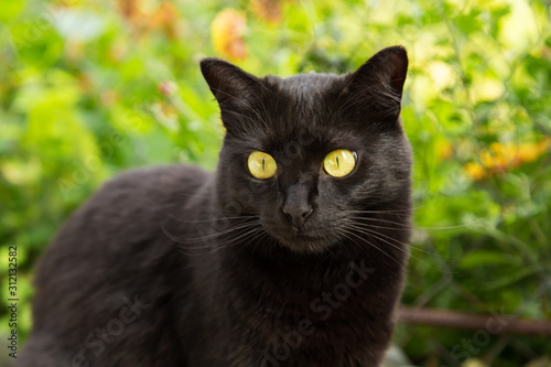 Beautiful bombay black cat portrait with yellow eyes and attentive look in spring nature