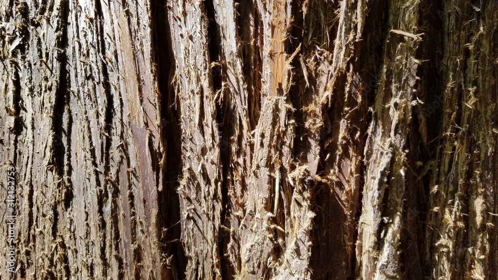 Obraz premium Tree Bark Patterns- Backgrounds and Textures