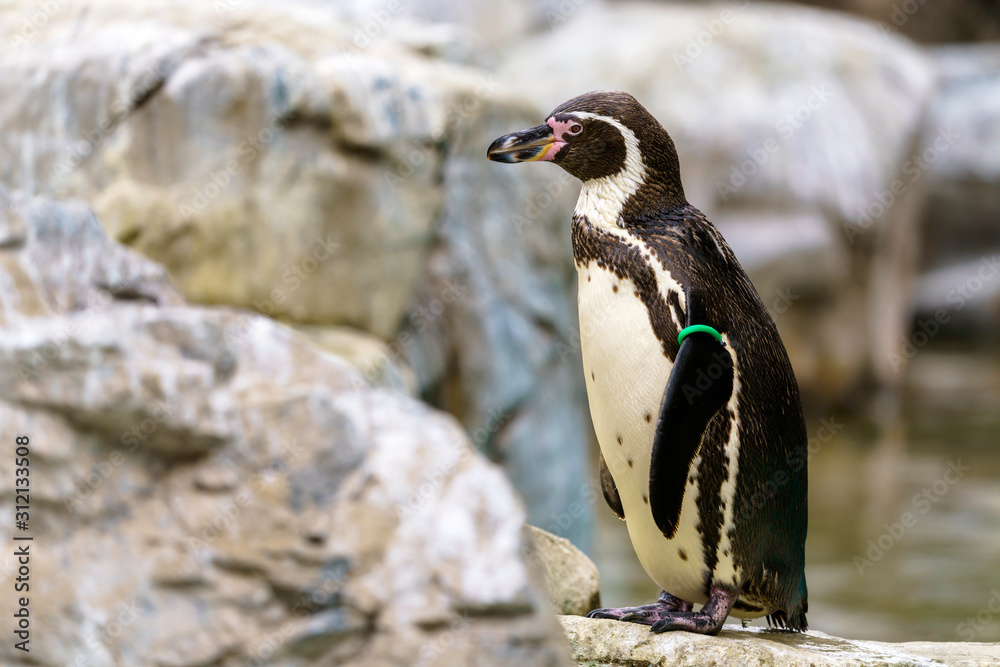 Naklejka premium フンボルトペンギン