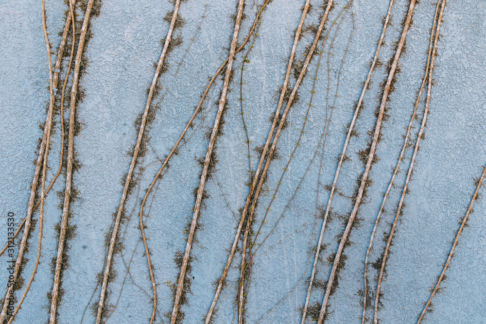 Obraz premium Retro blue concrete wall with many vines background texture
