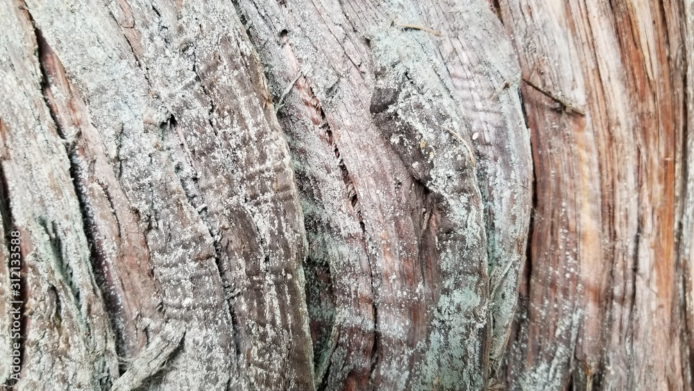 Tree Bark Patterns- Backgrounds and Textures Tree Bark Patterns- Backgrounds and Textures
