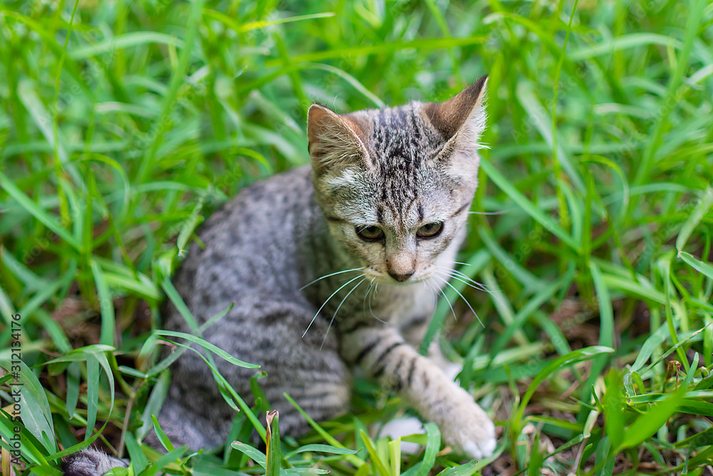 Scary little spotted kitten in the garden