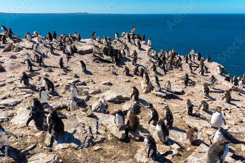 rock-hopper penguins colony in Falkland Islands © Octavian
