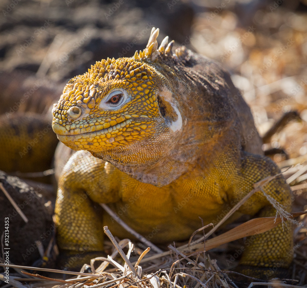 Obraz premium Galápagos Land Iguana (Conolophus subcristatus) - 8789