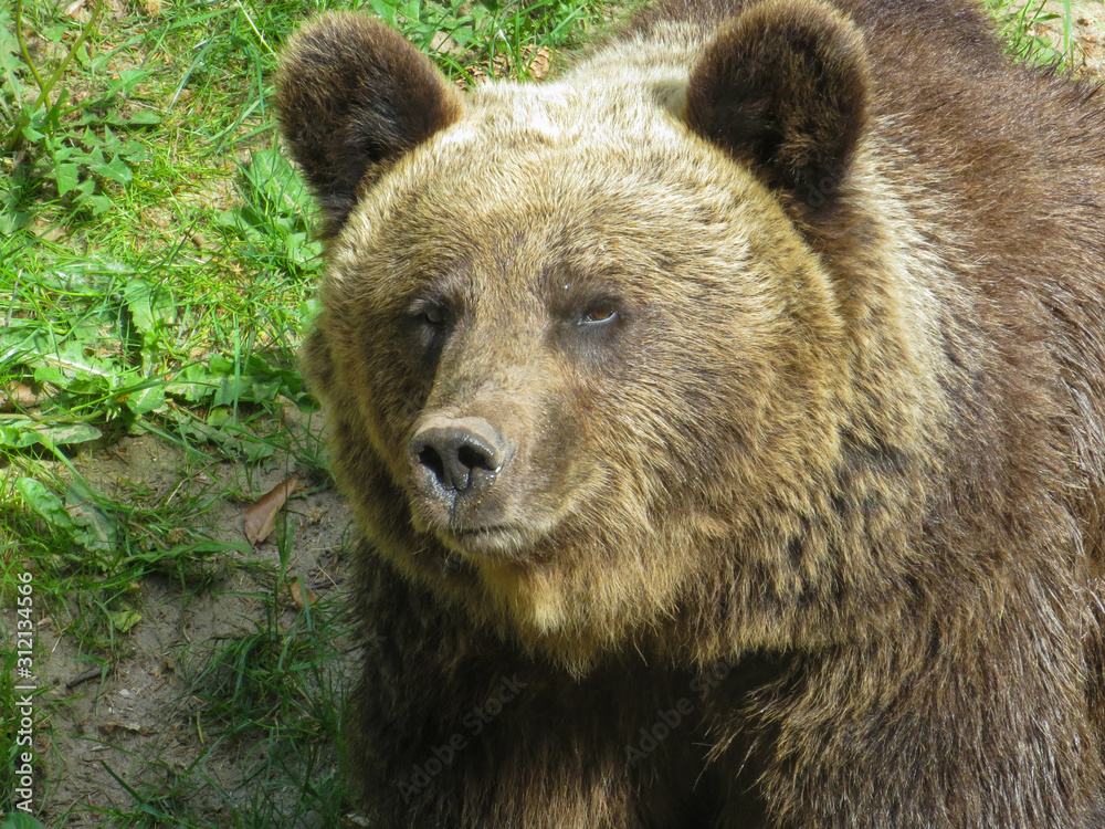 Brown bear looking at you