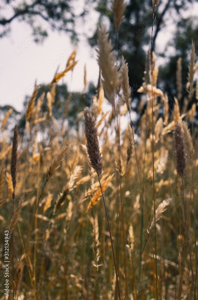 Fototapeta premium grass in the wind