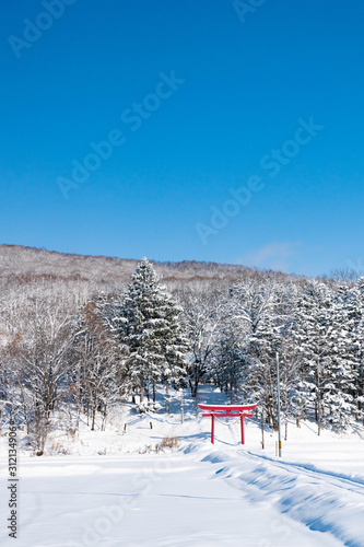 冬の青空と雑木林