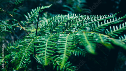 Wallpaper Mural green leaf background Torontodigital.ca