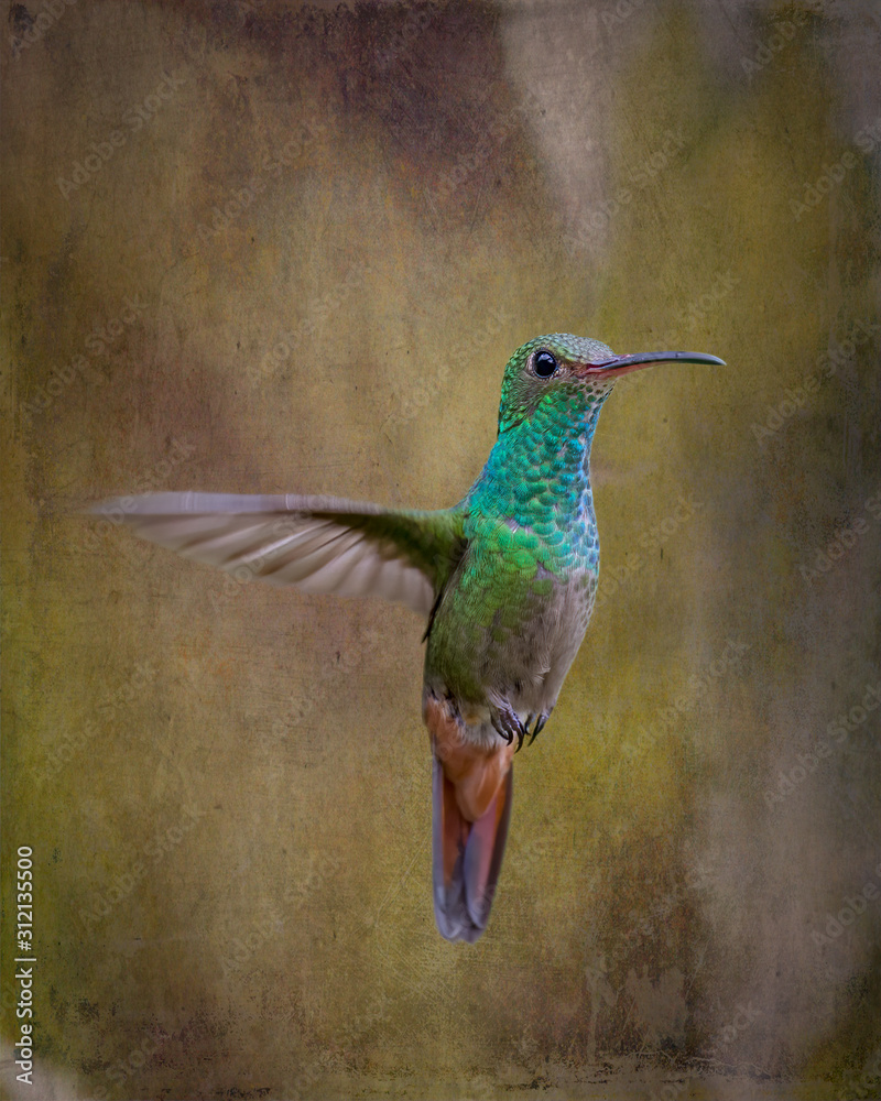 Fototapeta premium Rufous-Tailed Hummingbird (Amazilia tzacatl) - Stylized Background - 7165