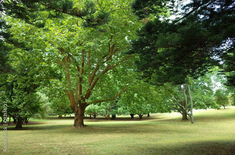 View of maple tree on mowed lawn in Cornwall Park