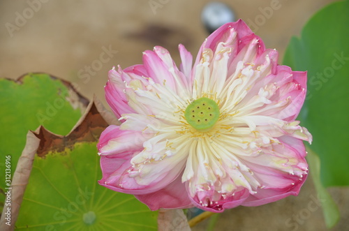 closeup lotus flower