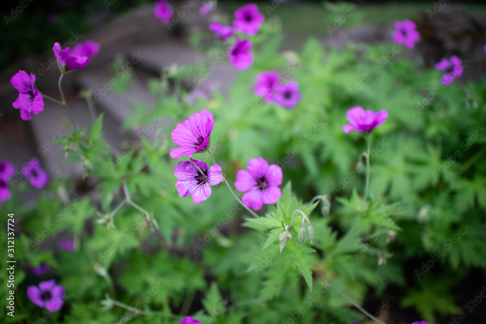 Purple flowers next to a stair Purple flowers next to a stair