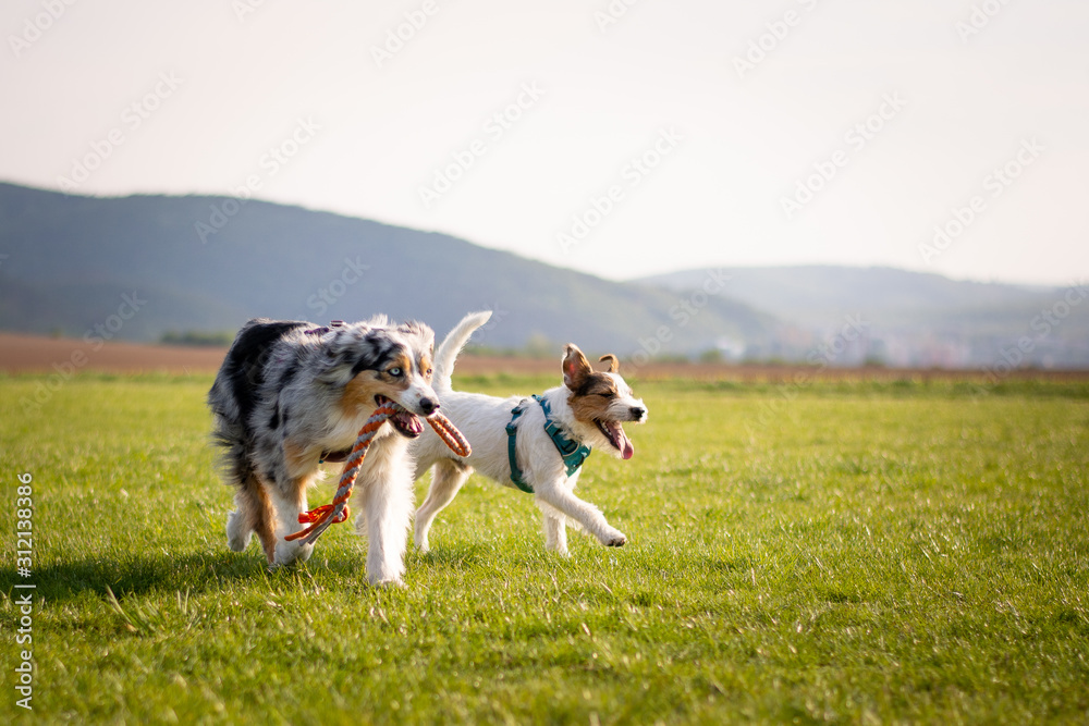 Parson Russell Terrier and Australian Shepherd playing
