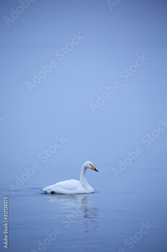 早朝の屈斜路湖の白鳥
