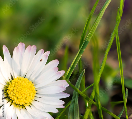 Bellis perennis, knwon as common daisy, lawn daisy or English daisy, blooming in the lawn on an early spring. photo