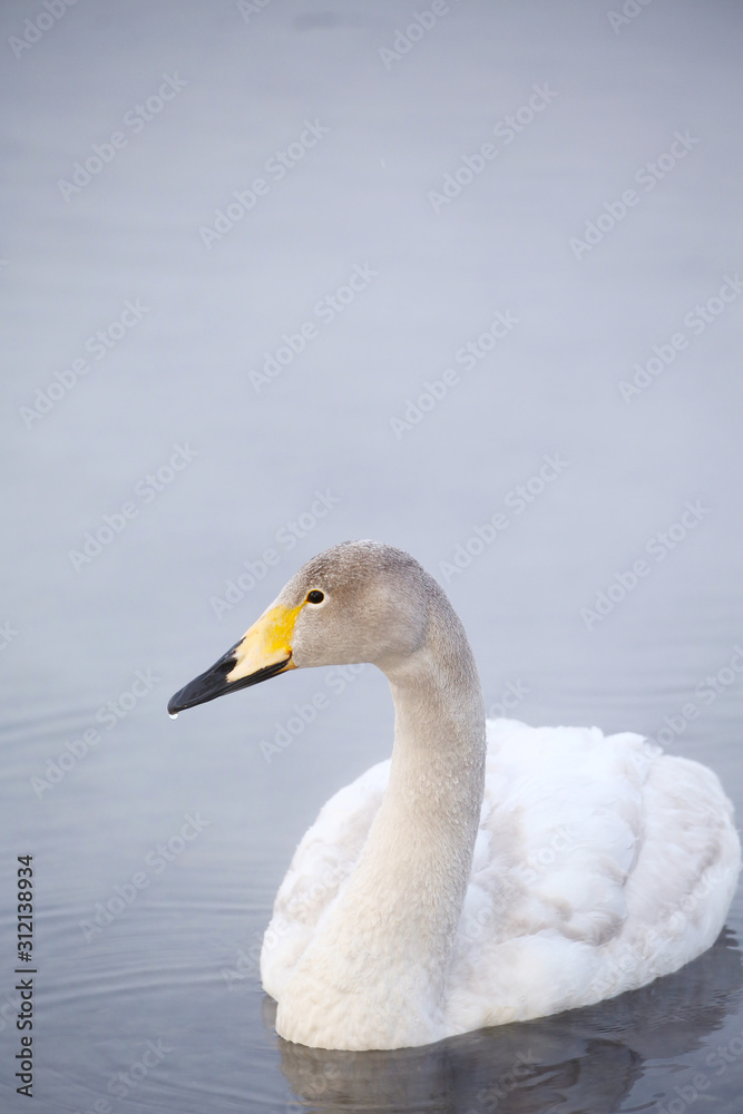 屈斜路湖の白鳥の幼鳥