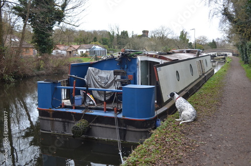 dog next to house boat canal 